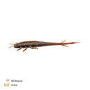 Zeck Barsch Alarm Shaky Sneaker 6cm